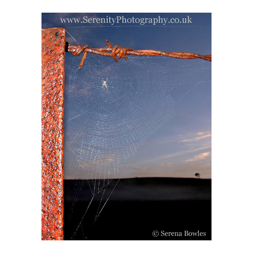 A spider's web on a rusty fence post, whith a misty hill and tree in the background. Australia